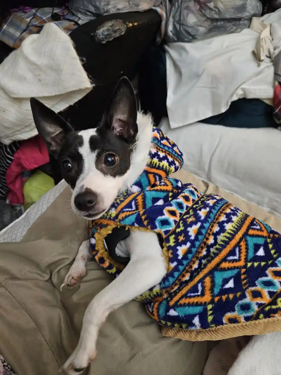 A small black-and-white dog with large, expressive eyes is wrapped in a colorful, patterned fleece hoodie, looking directly…