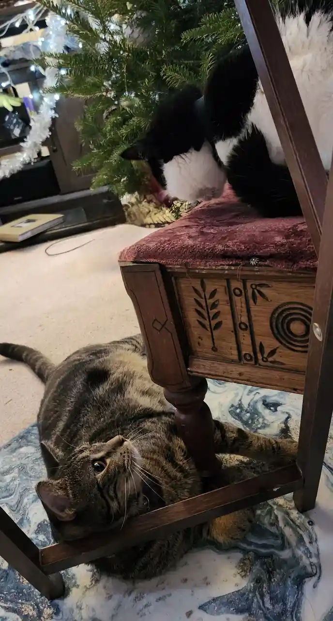 A tabby cat lies on its back under a wooden chair, looking up at a black-and-white cat perched on the chair seat near a…