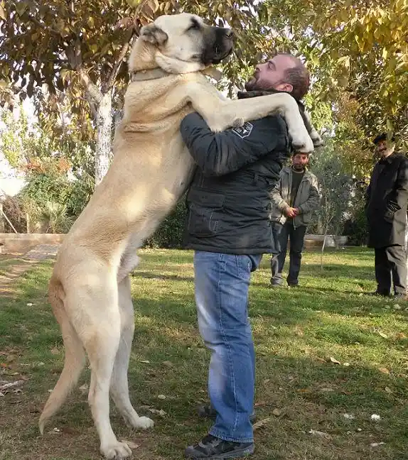 A large, light-colored dog stands on its hind legs, front paws wrapped around a man's neck in a hug. The man, wearing a…