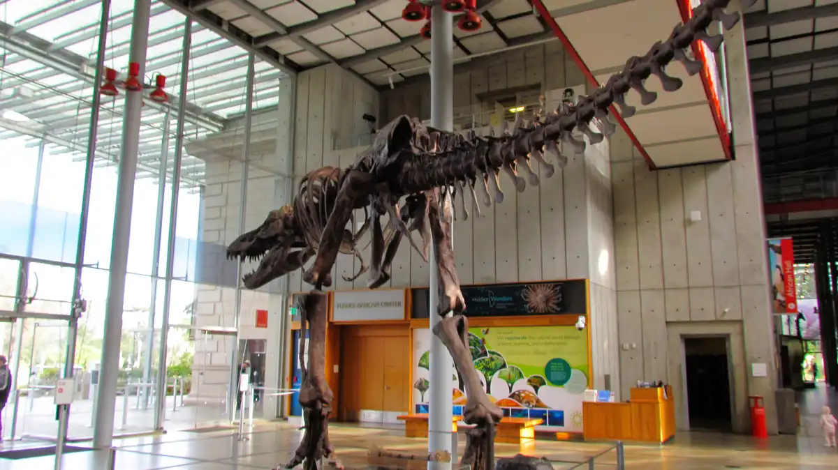 A large, mounted dinosaur skeleton is displayed inside a modern museum hall with high ceilings, glass walls, and visible…