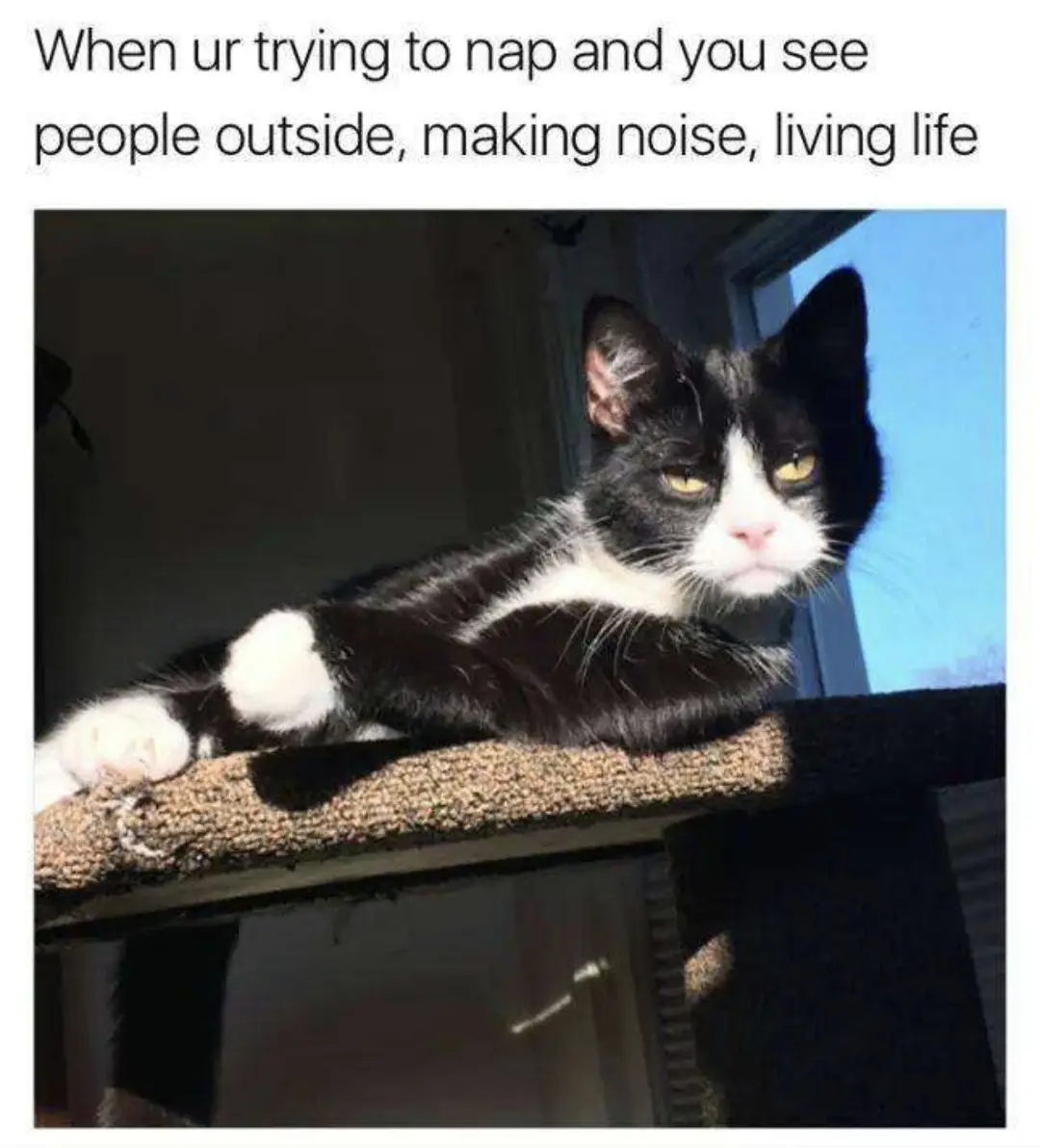 A black and white cat with a grumpy, unimpressed expression lies on a carpeted perch near a window. The overlaid text reads…