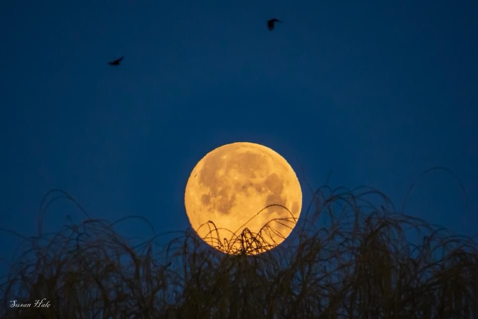 A large, orange-yellow full moon rises against a deep blue twilight sky, partially framed by the dark silhouettes of tall…