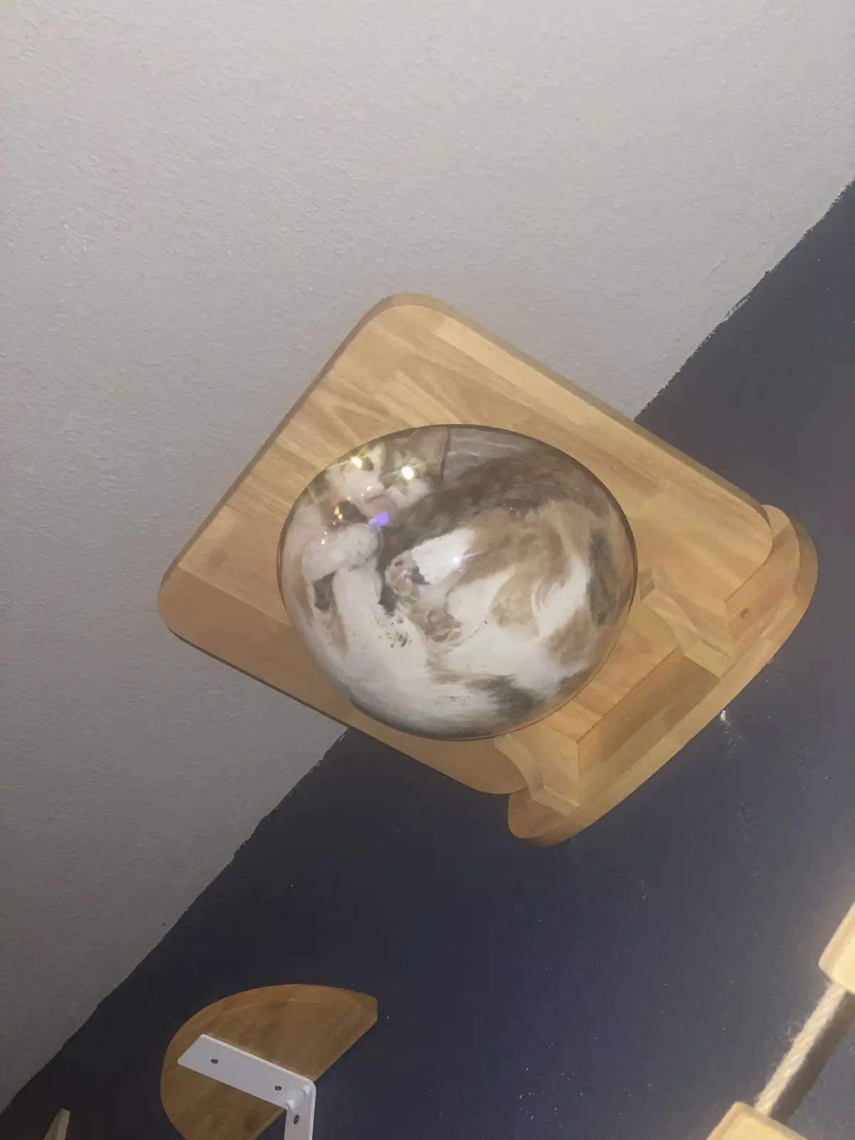 A calico cat is curled up and sleeping inside a transparent spherical enclosure mounted on a wooden platform against a wall…