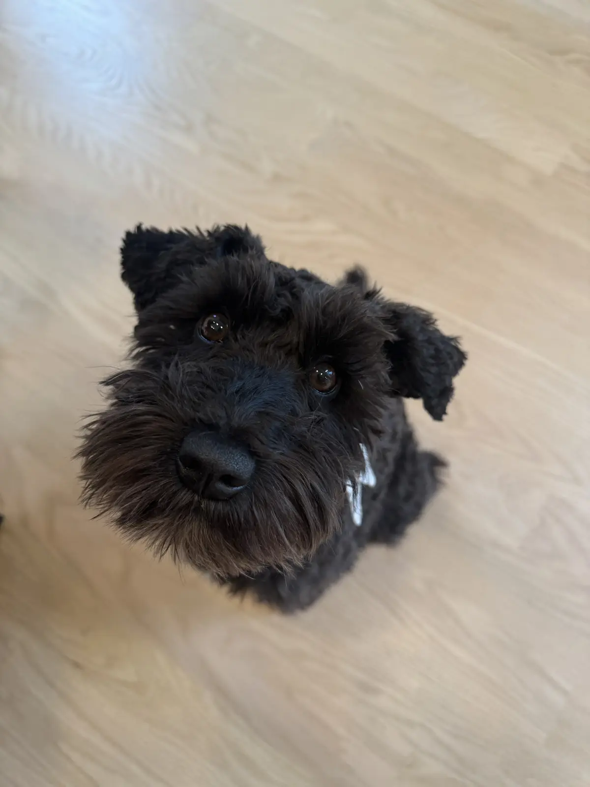 A black, scruffy dog with brown eyes and a white collar looks up directly at the camera from a light-colored wooden floor…