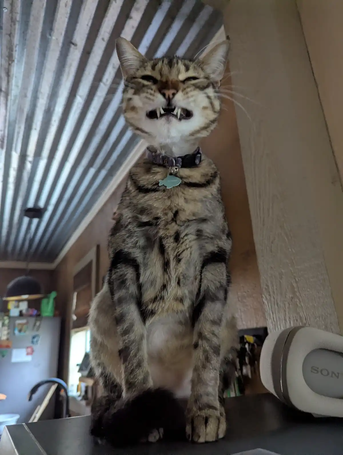A tabby cat sits upright on a counter in a kitchen, its mouth wide open showing sharp teeth and its eyes squinted shut in an…