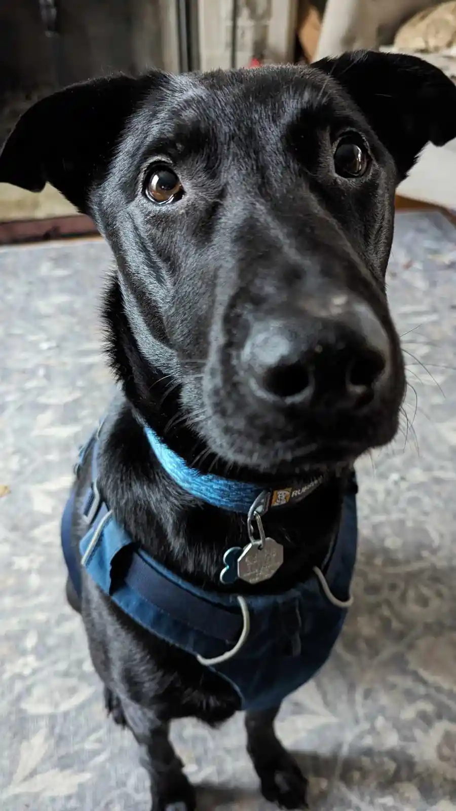 Meet Trevor, Our 4-Year-Old Superstar