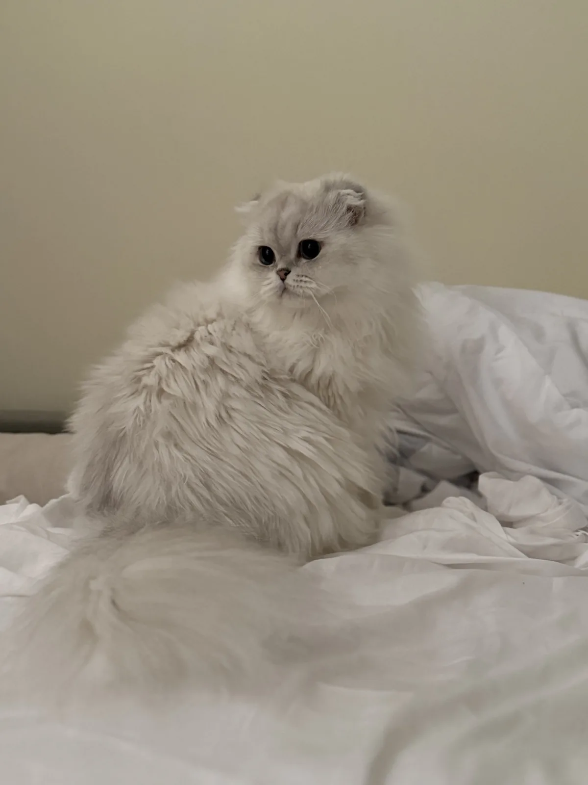 A fluffy, long-haired white cat with folded ears sits regally on rumpled white bedding, looking slightly upward with a…