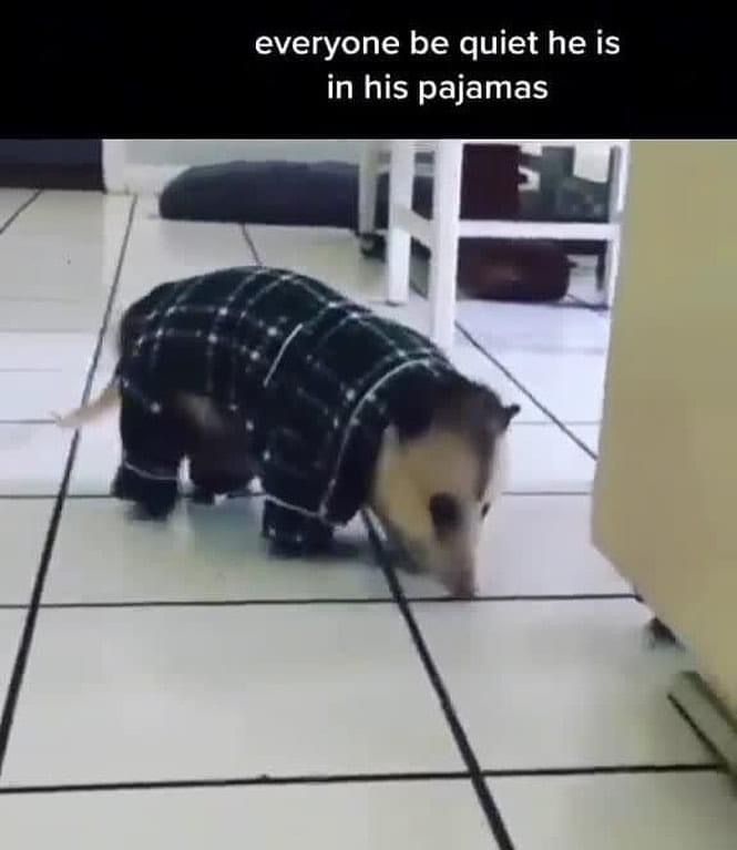 A small opossum wearing a black and white plaid pajama set walks on a tiled floor. The text overlay reads 'everyone be quiet…