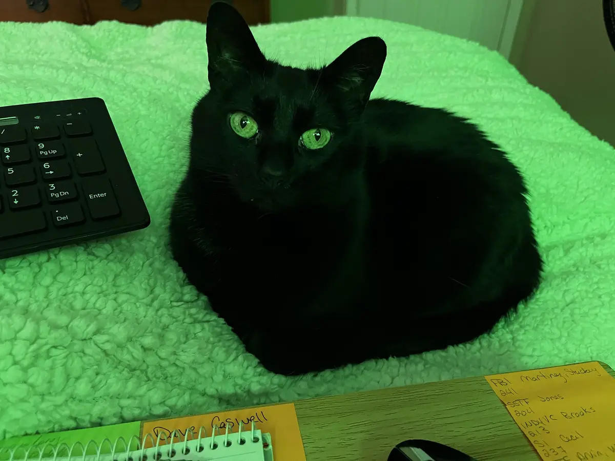 A black cat with glowing green eyes sits on a fluffy green blanket next to a keyboard and sticky notes with names and…
