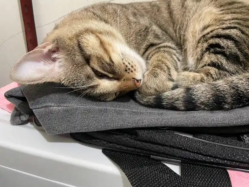 A tabby cat is curled up and sleeping soundly on top of a stack of folded clothes and a black bag, its eyes half-closed in a…