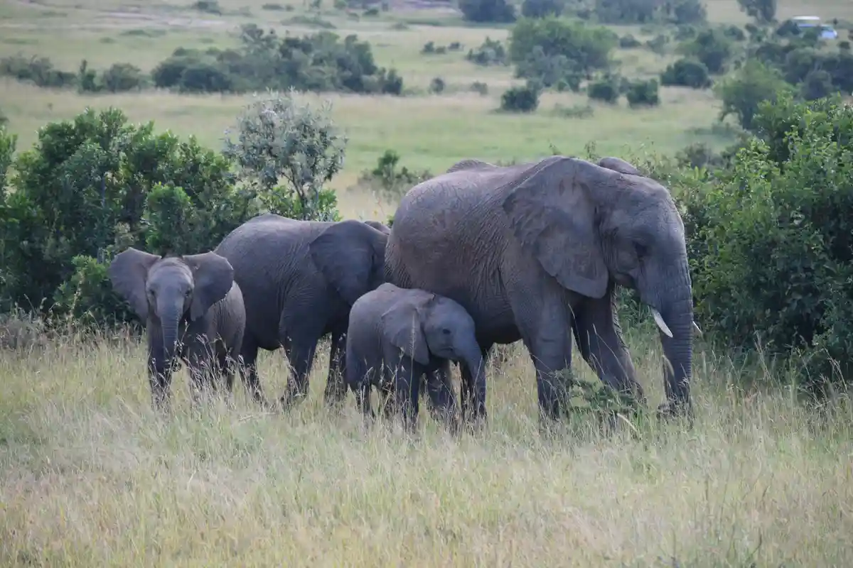 A family of elephants, including a large adult, a juvenile, and two small calves, walks through tall grass in a savanna. The…