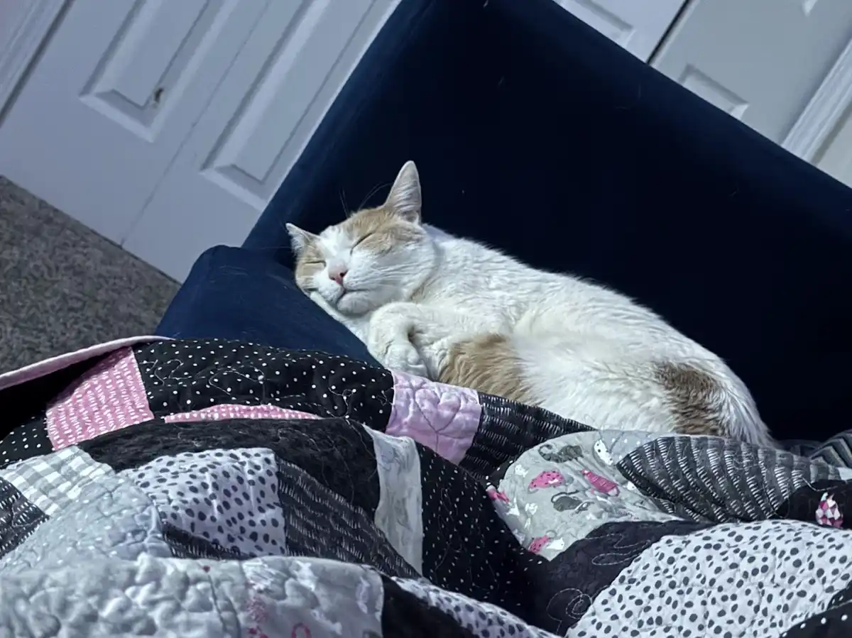 A white and ginger cat is curled up and sleeping soundly on a dark blue couch, partially covered by a patchwork quilt with…