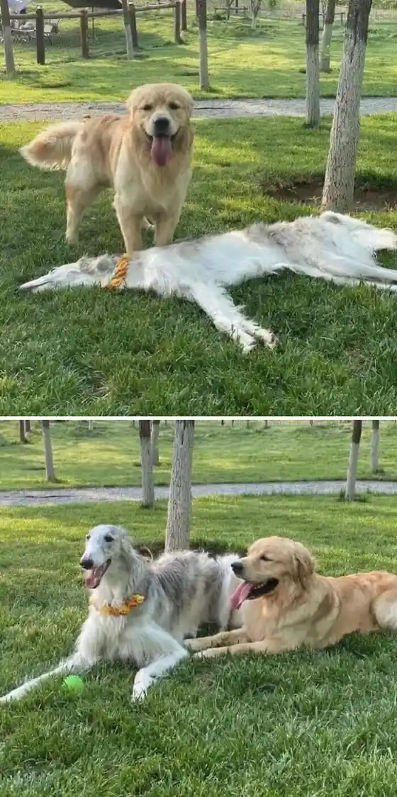 Two-panel image of a golden retriever and a white borzoi dog. In the top panel, the golden retriever stands over the lying…