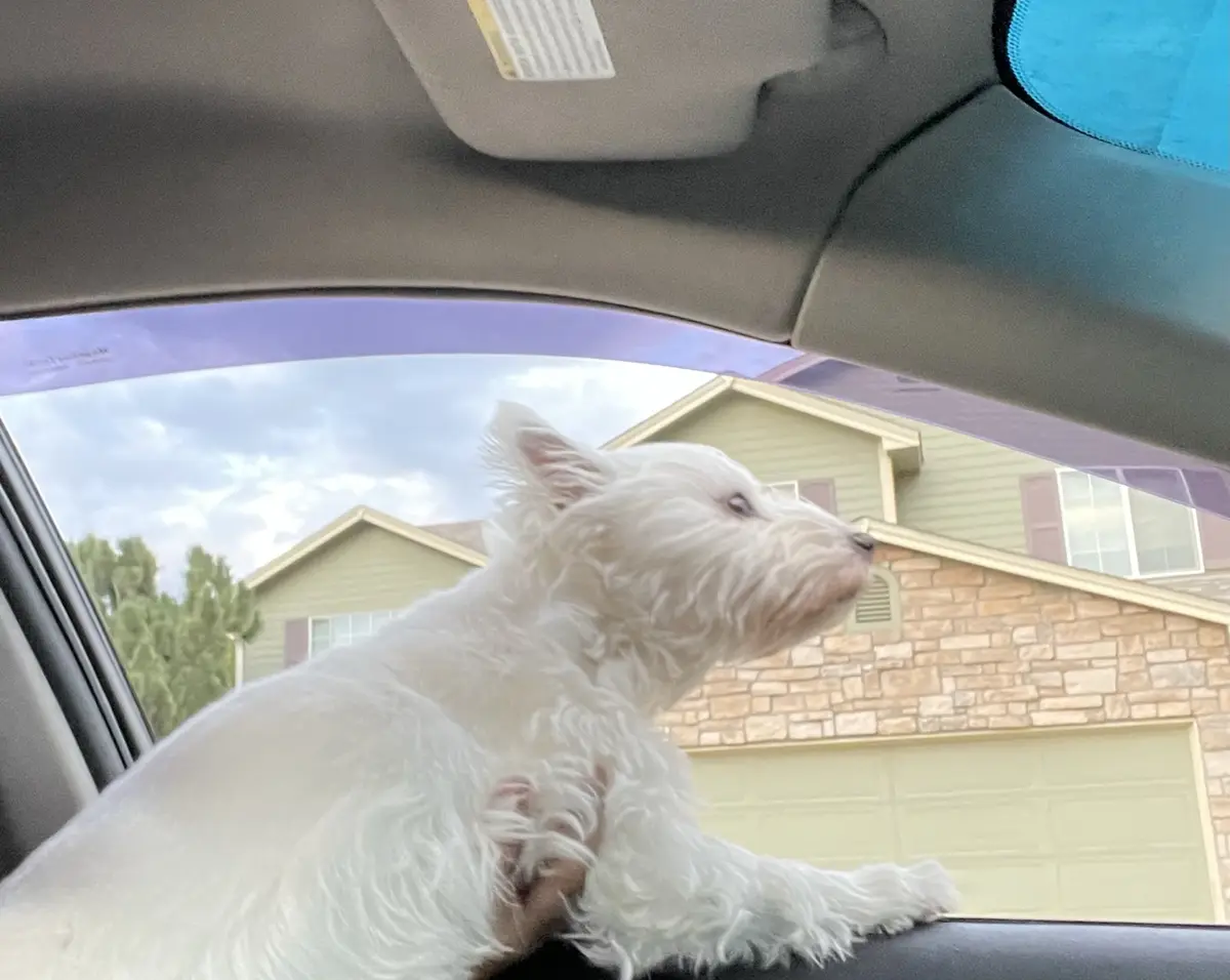 A small, fluffy white dog is seen from inside a car, looking out the window with a slightly bored or unimpressed expression…