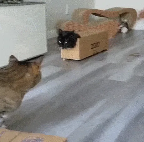 A black cat is shown in a sequence of six panels, initially hiding its head inside a cardboard box while a tabby cat…