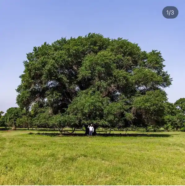 A person stands beneath a massive, sprawling tree in a grassy field under a clear blue sky. The image has a '1/3' indicator…