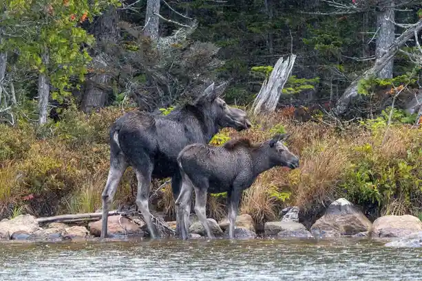 Two moose, an adult and a calf, stand side-by-side in shallow water at a forested shoreline. The adult moose is larger and…