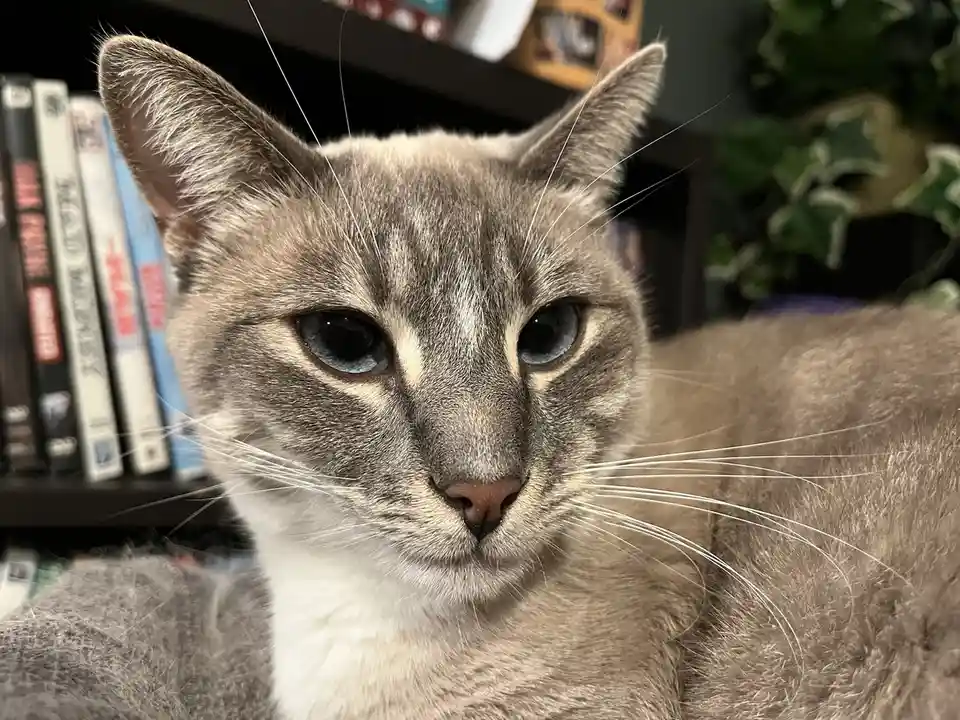 A close-up photo of a gray cat with blue eyes and white markings on its face and chest, looking directly at the camera with…