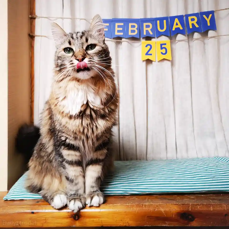 A fluffy tabby cat sits upright on a wooden surface atop a blue and white striped cushion, licking its nose while looking…