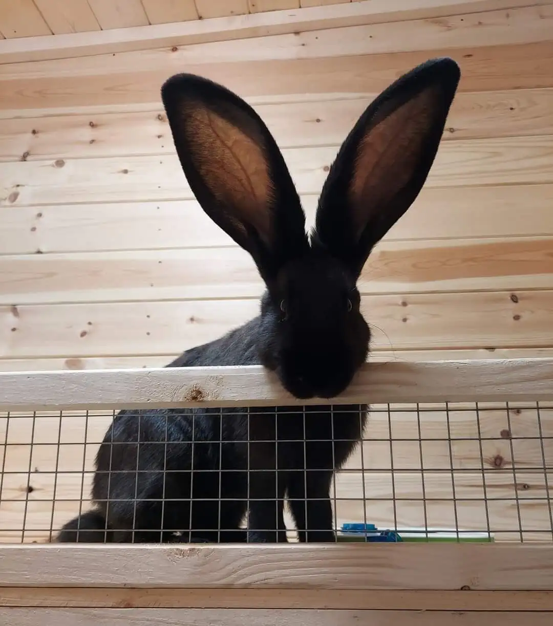 A black rabbit with extremely large, bat-like ears is peeking over the top of a wooden and wire mesh cage, looking directly…