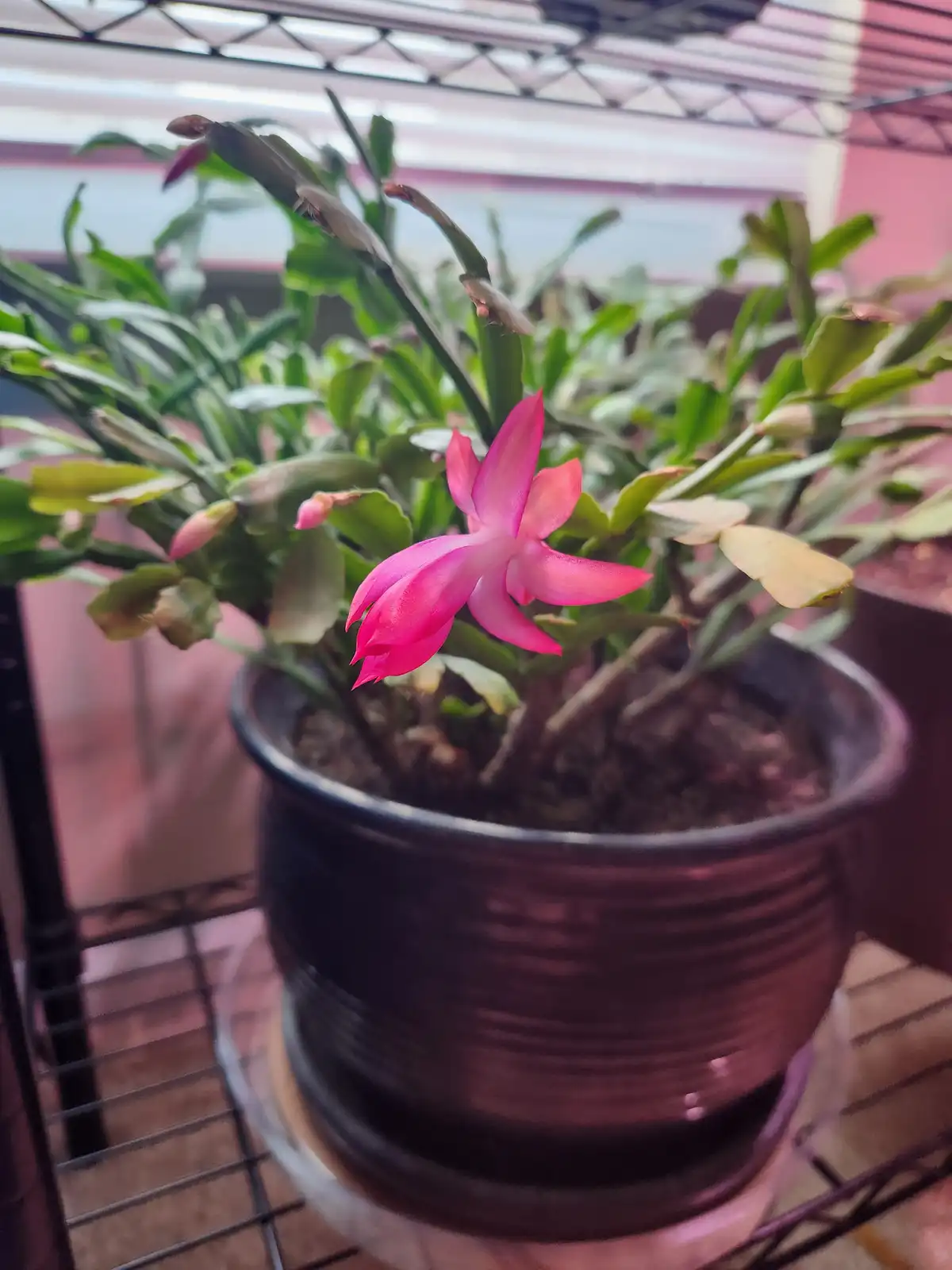 A close-up photo of a potted Christmas cactus with one bright pink flower blooming and several buds, sitting on a wire…