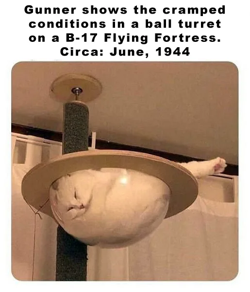 A white cat is curled up and sleeping inside a circular, open-topped cat tree perch, which is suspended from the ceiling…