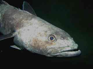 A close-up photo of a large, gray fish with a prominent eye and slightly open mouth, set against a dark background. The fish…