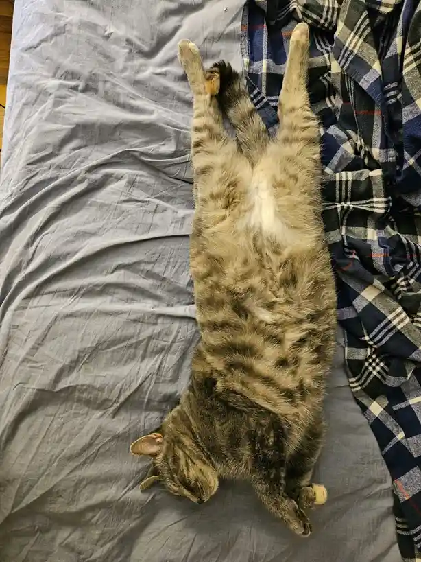 A Daily Dose of Cat Pictures to Brighten Your Day
