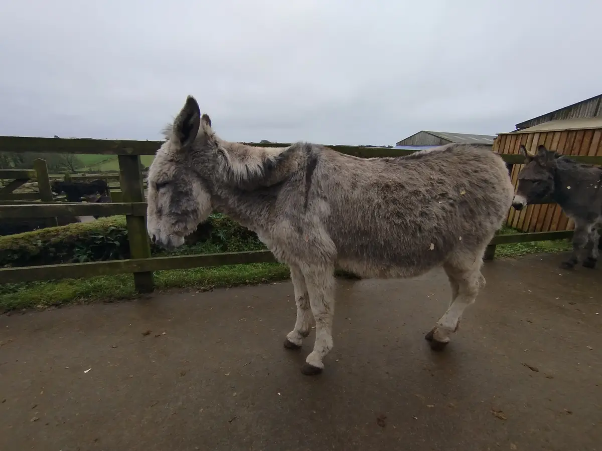 A gray donkey stands in a fenced enclosure on a cloudy day, its head slightly lowered and eyes half-closed, appearing very…