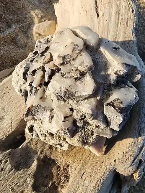 A close-up photo shows a lumpy, layered, translucent-white object with dark specks and sand, resting on weathered driftwood…