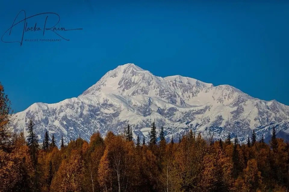 A majestic snow-capped mountain under a clear blue sky, framed by a foreground of autumnal trees with orange and brown…
