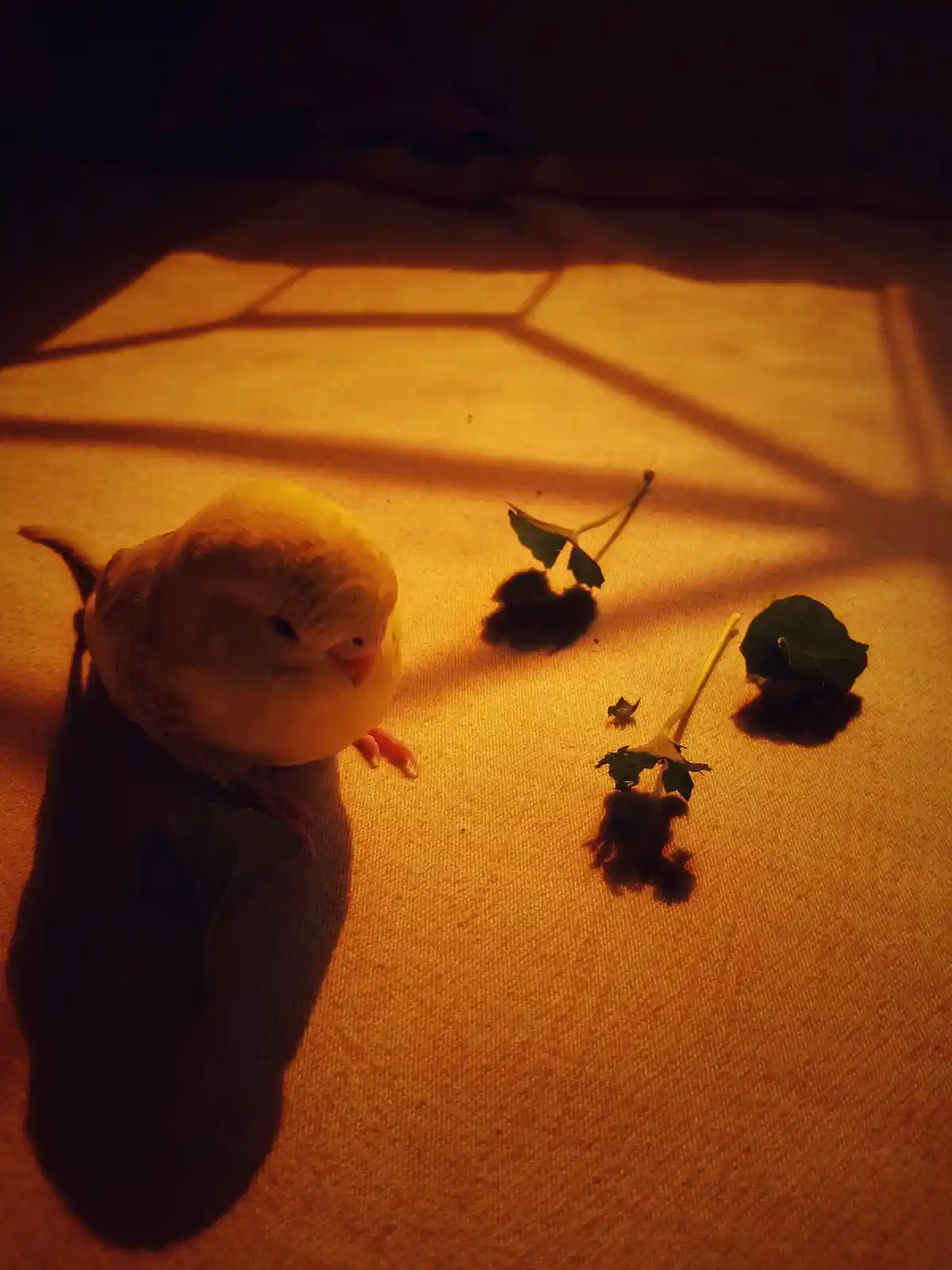 A small yellow bird sits on a textured surface bathed in warm, golden light, looking at scattered green leaves. The overlaid…