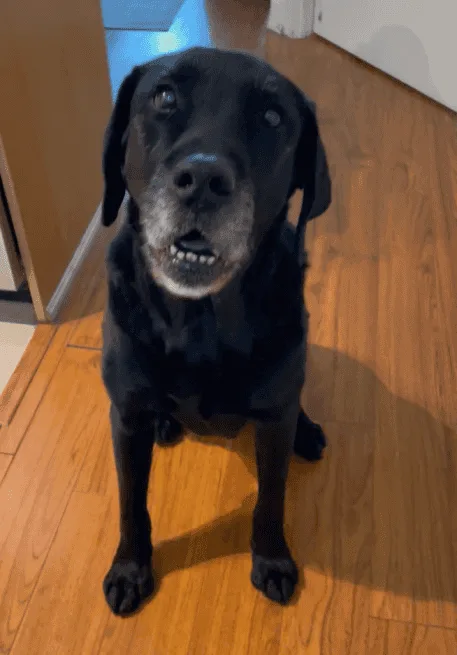 A black Labrador with grey muzzle sits on hardwood floors, looking up expectantly. In the next frame, a wooden stick is held…