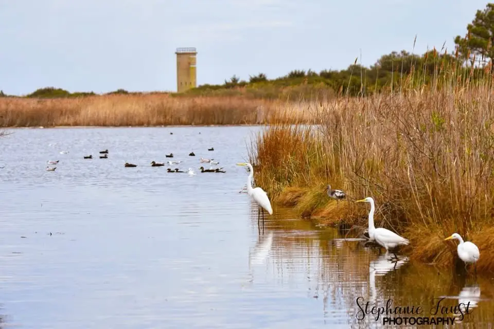 A serene wetland scene with several white egrets standing in shallow water near tall reeds, while a flock of ducks swims in…