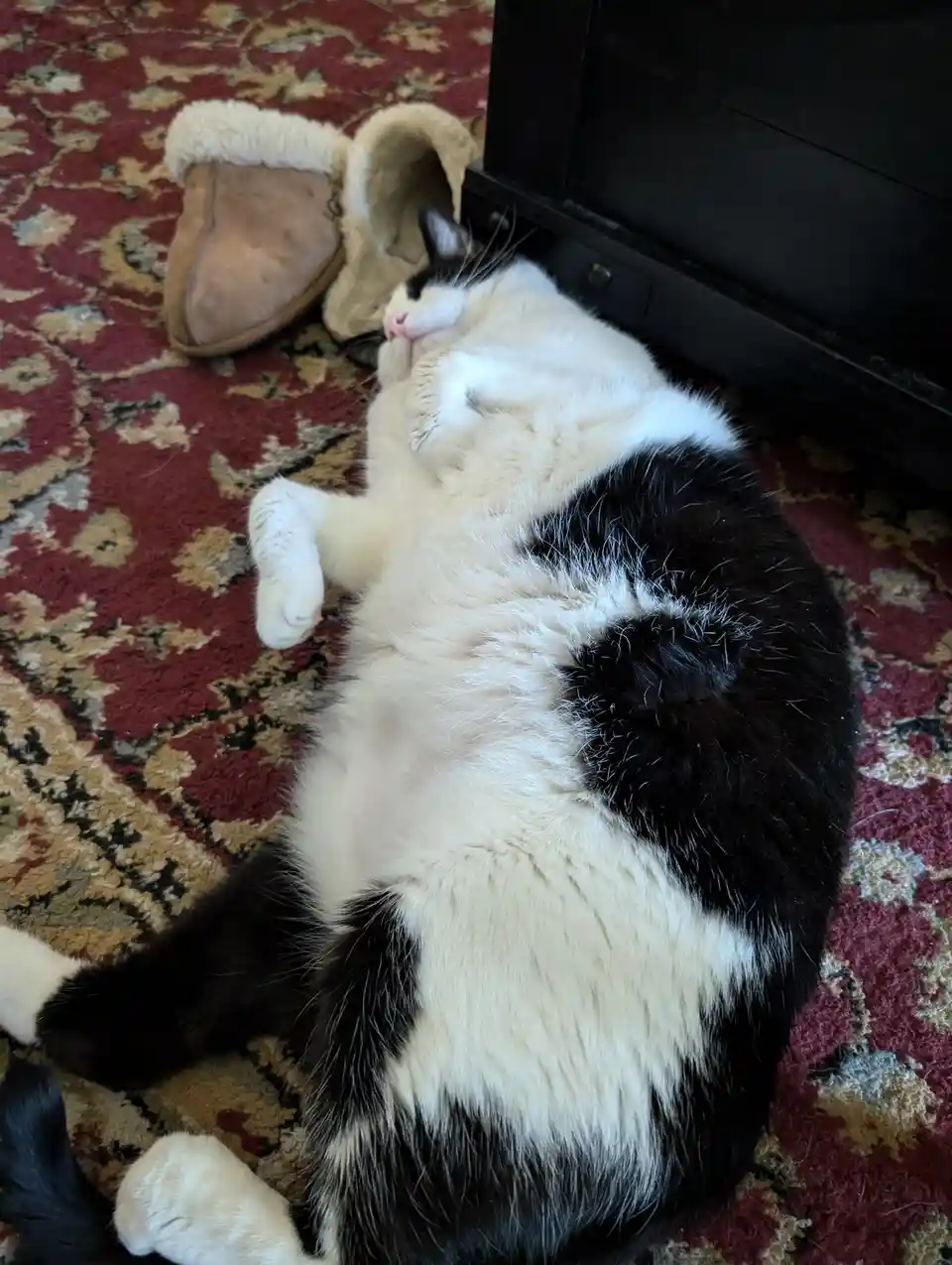 A black and white cat is lying on its back on a red and beige patterned rug, exposing its belly and paws, with a pair of tan…