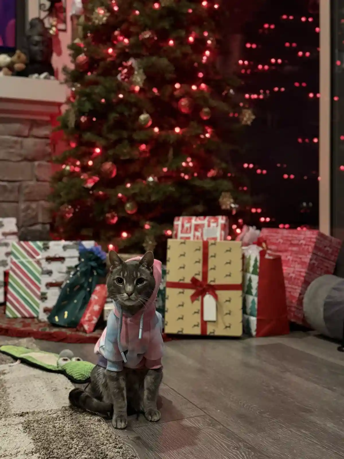 A gray tabby cat sits on a rug in front of a decorated Christmas tree with presents, wearing a pink and blue tie-dye hoodie…