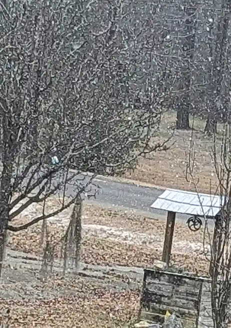 A blurry outdoor photo shows a small blue object, likely a bird, perched on a bare tree branch above a dirt path and wooden…