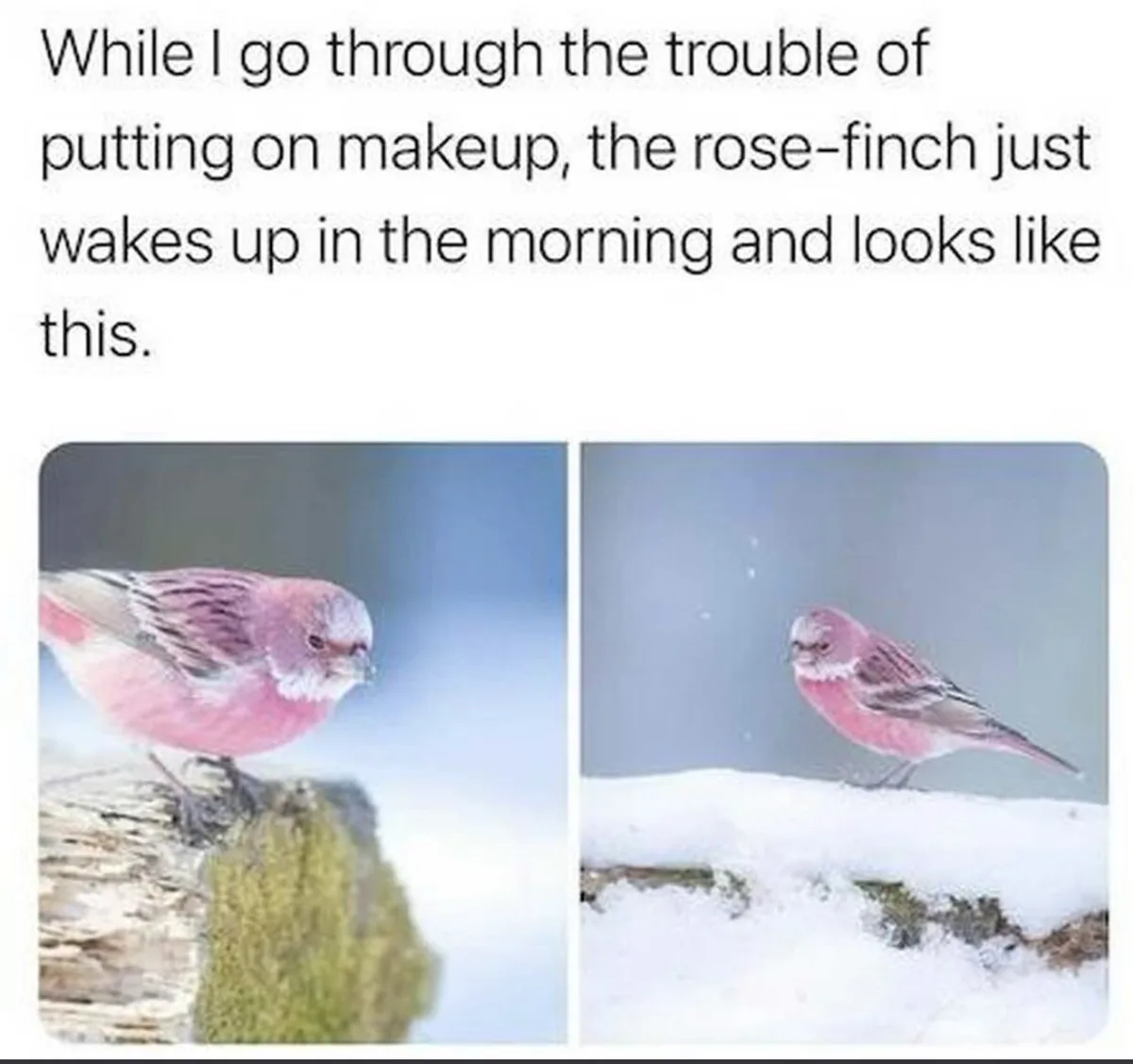 Two side-by-side photos show a small pink bird, identified as a rose-finch, perched in snowy environments. The bird's…