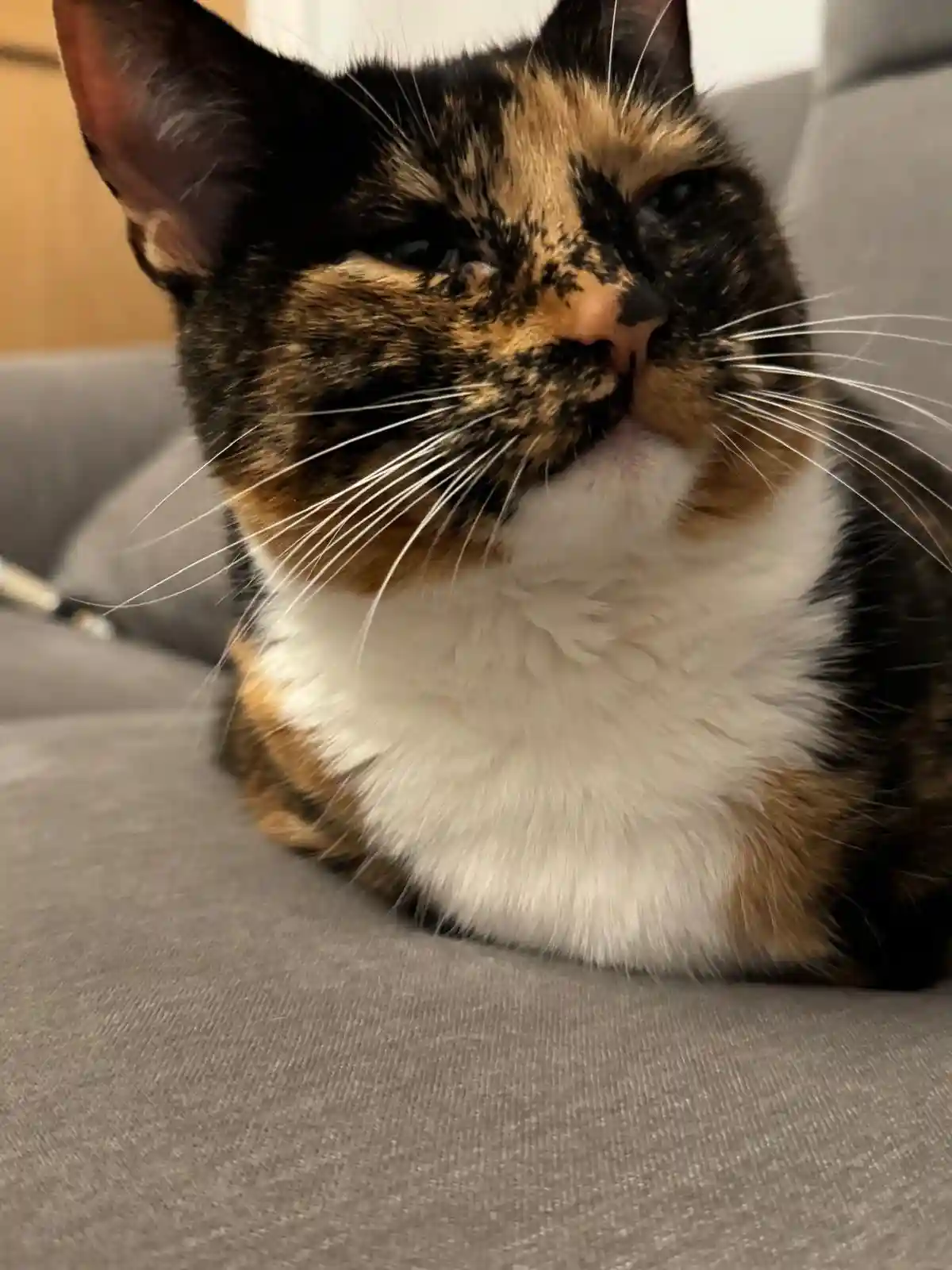 A close-up photo of a calico cat with black, orange, and white fur, lying on a gray couch. The cat has a very sleepy…