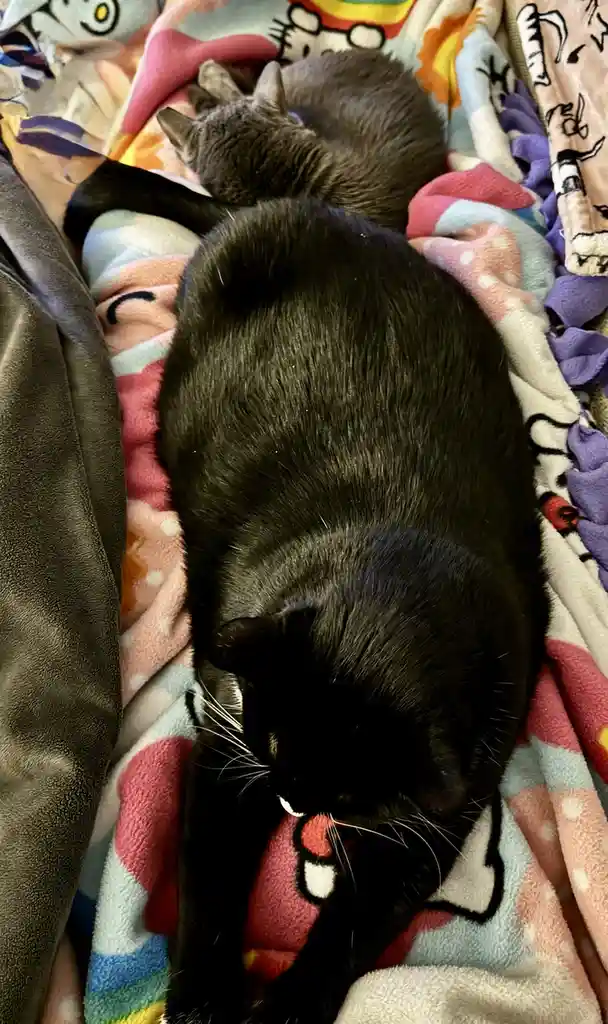 Two cats, one black and one gray, are curled up sleeping on a colorful, patterned blanket. The black cat is in the…