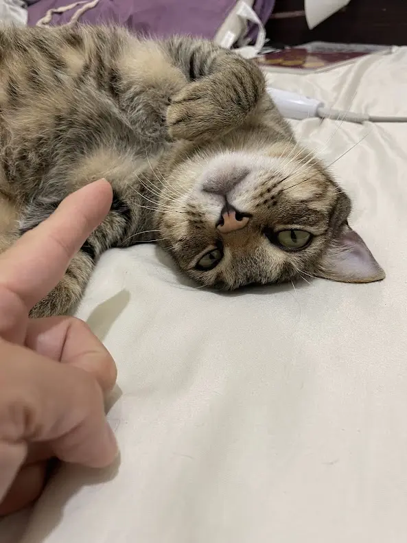 A tabby cat lies on its back on a white bed, looking up with wide eyes as a human finger points at it. The overlaid text…