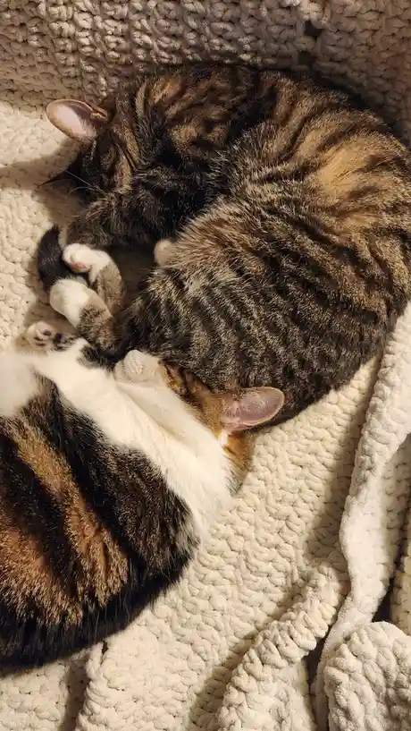 Two tabby cats are curled up together sleeping on a thick, textured cream-colored blanket. One cat has a white chest and…