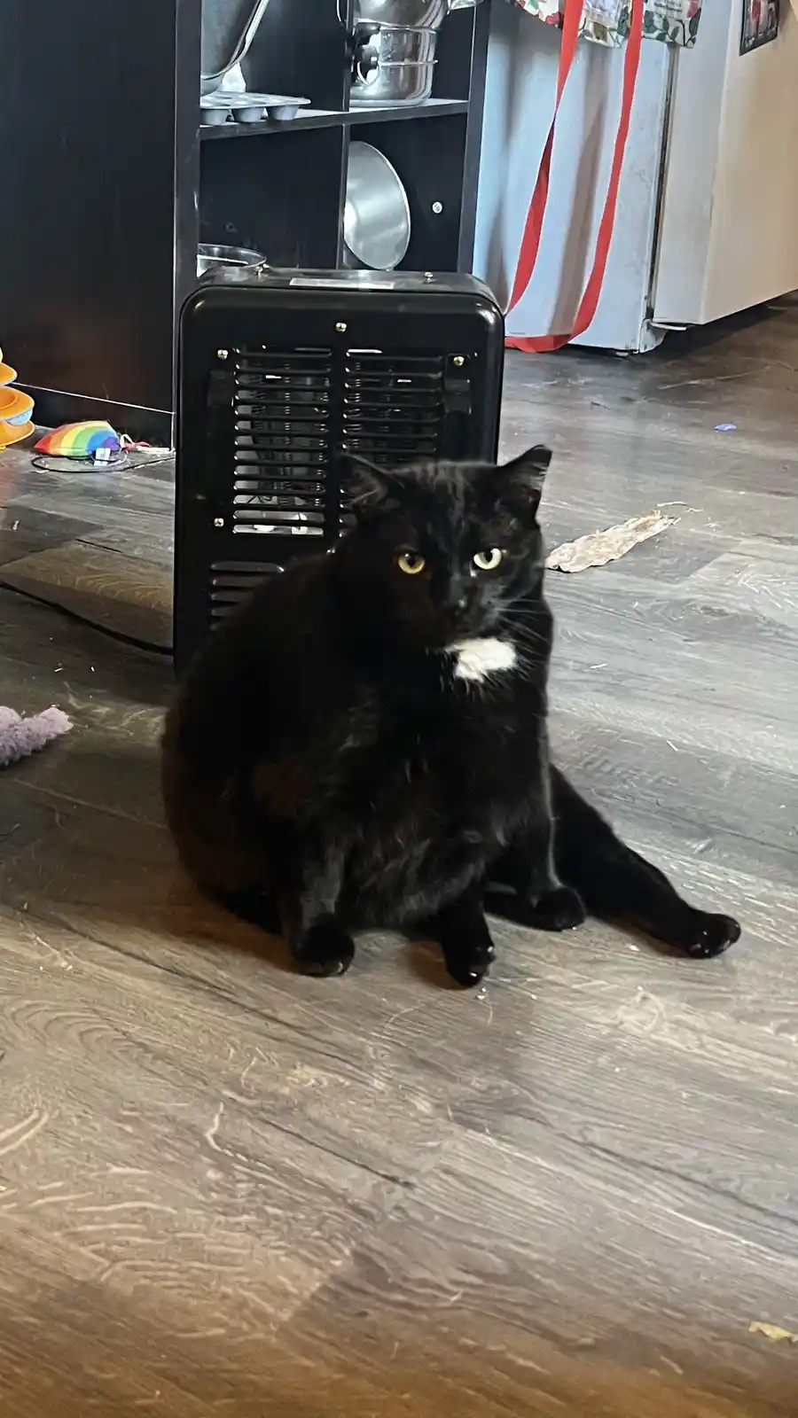 A black cat with a white chest patch sits on a wooden floor in front of a black space heater, looking directly at the camera…