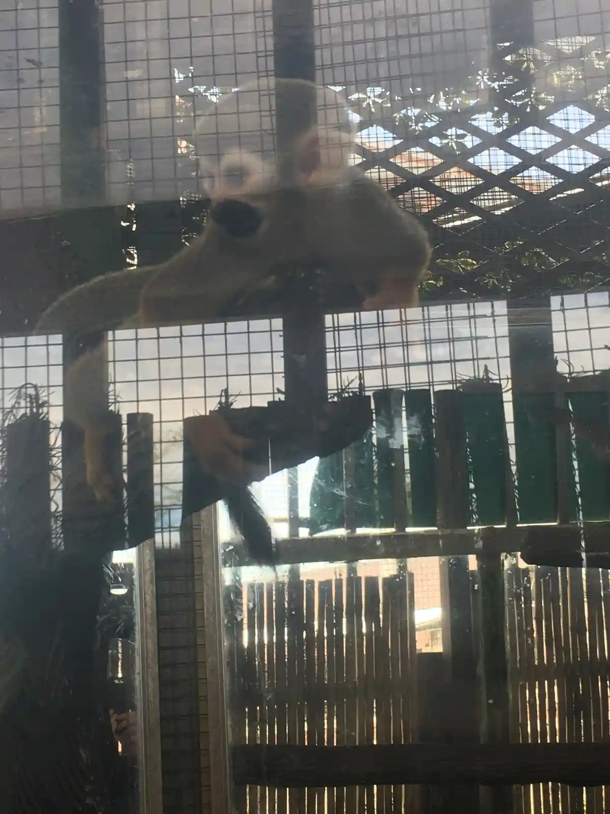 A small monkey with a human-like face is seen through a glass enclosure, looking directly at the camera with a serious…