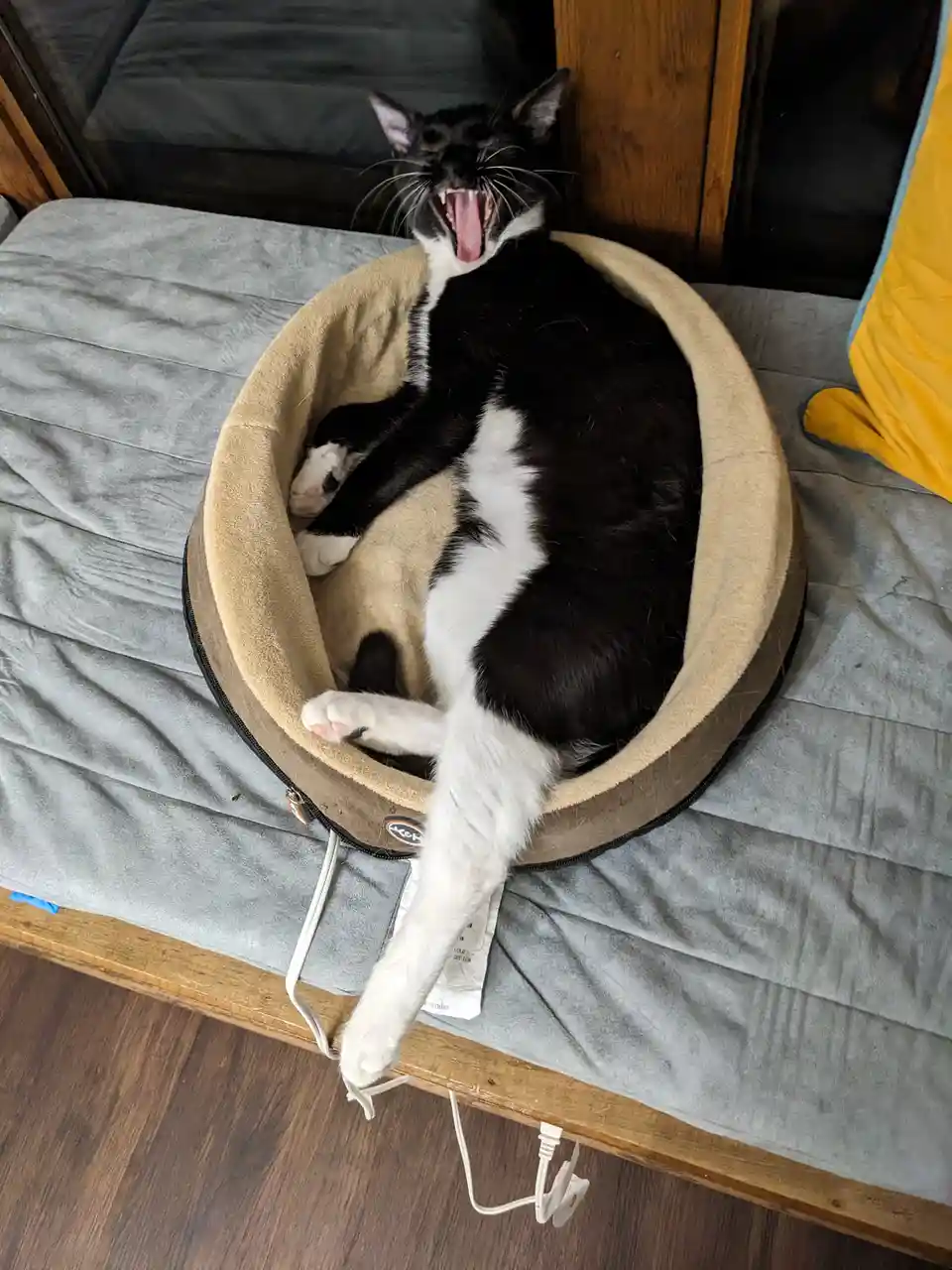 A black and white cat is lying on its back in a beige pet bed placed on a grey bedspread, yawning widely with its mouth…