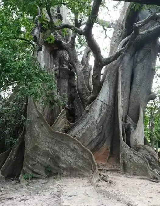 a large, ancient tree with massive, gnarled roots and thick, twisting trunks covered in moss and bark, standing in a…