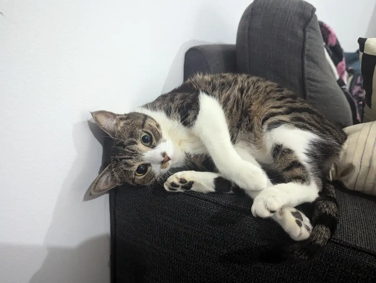 A tabby and white cat is lying on its back on a dark gray couch, looking up with wide, innocent eyes. Its paws are curled up…