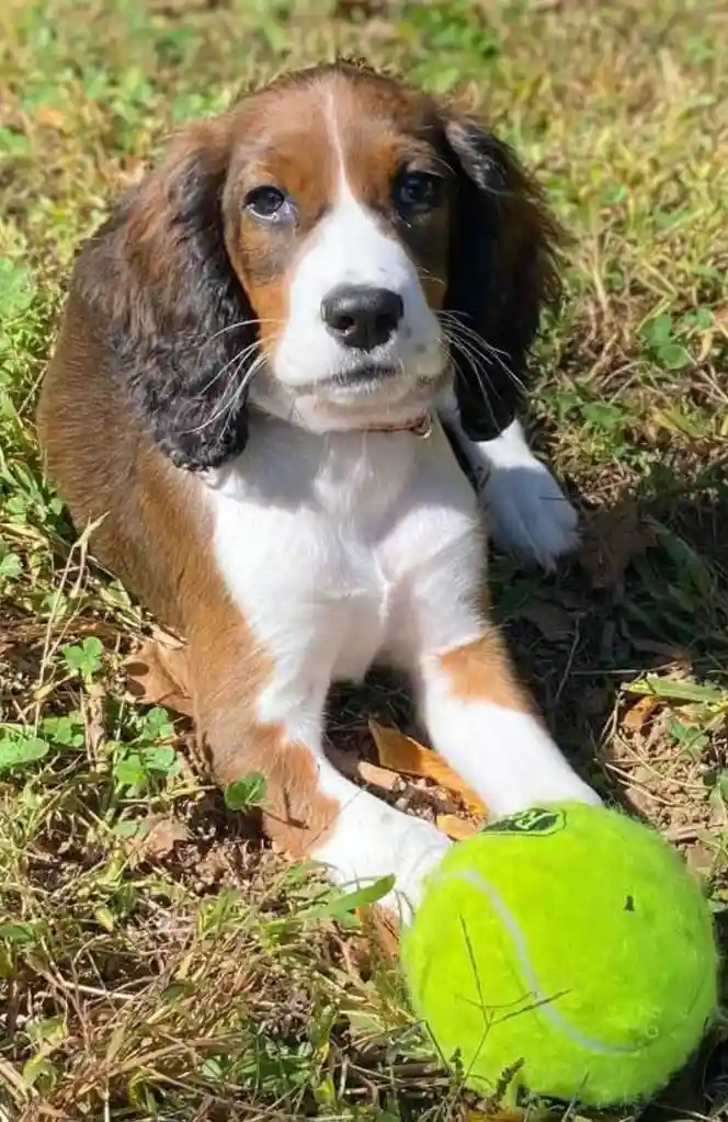 A brown and white puppy with floppy ears sits in grass next to a bright green tennis ball, looking directly at the camera…