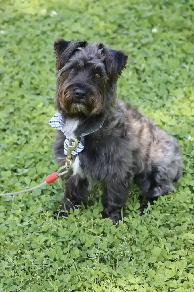 A scruffy, shaggy black and gray dog with a white chest sits on a bed of green clover, wearing a blue-and-white checkered…