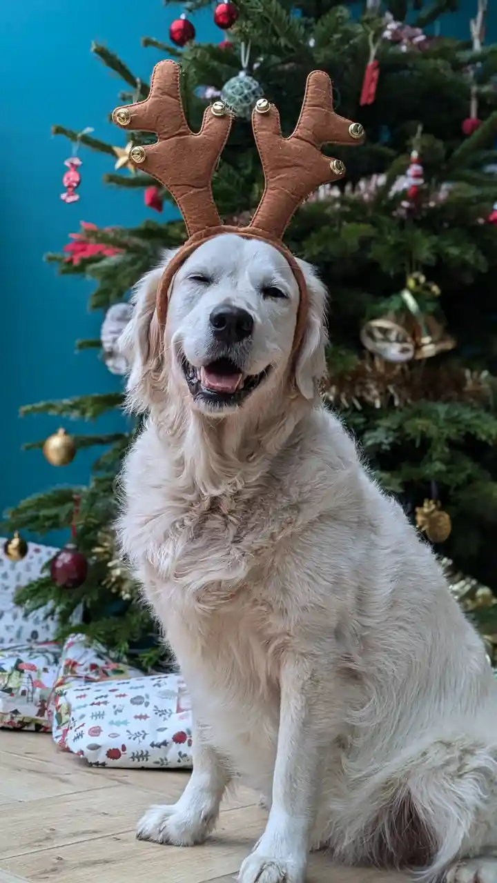 A golden retriever sits in front of a decorated Christmas tree wearing a brown felt reindeer antler headband with gold…